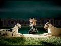 Lady Gaga - Poker Face