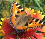 Flower_Butterfly-big.jpg