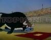 Woody Kavacha and fertilizing bull.