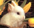 Нарисувай зайчето Draw the bunny